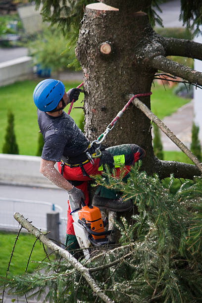 Best Tree Disease Treatment  in Grapeland, TX