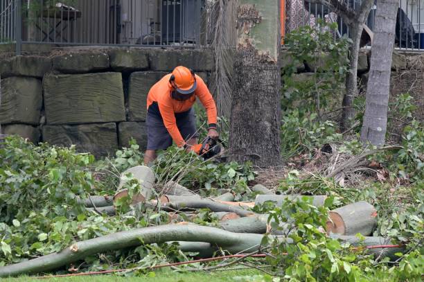 Best Arborist Consultation Services  in Grapeland, TX